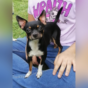 Perrito Chihuahua Joven Entrenado